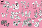 Birth Flower Vector Line Art, an Illustration by MyNatureGraphics (Thumbnail 3 of 3)
