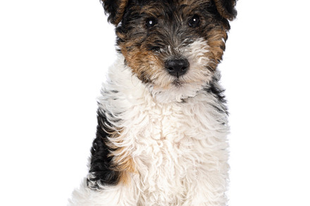 Fox Terrier pup on white background, an Animal Photo by Cat'chy Images by Nynke