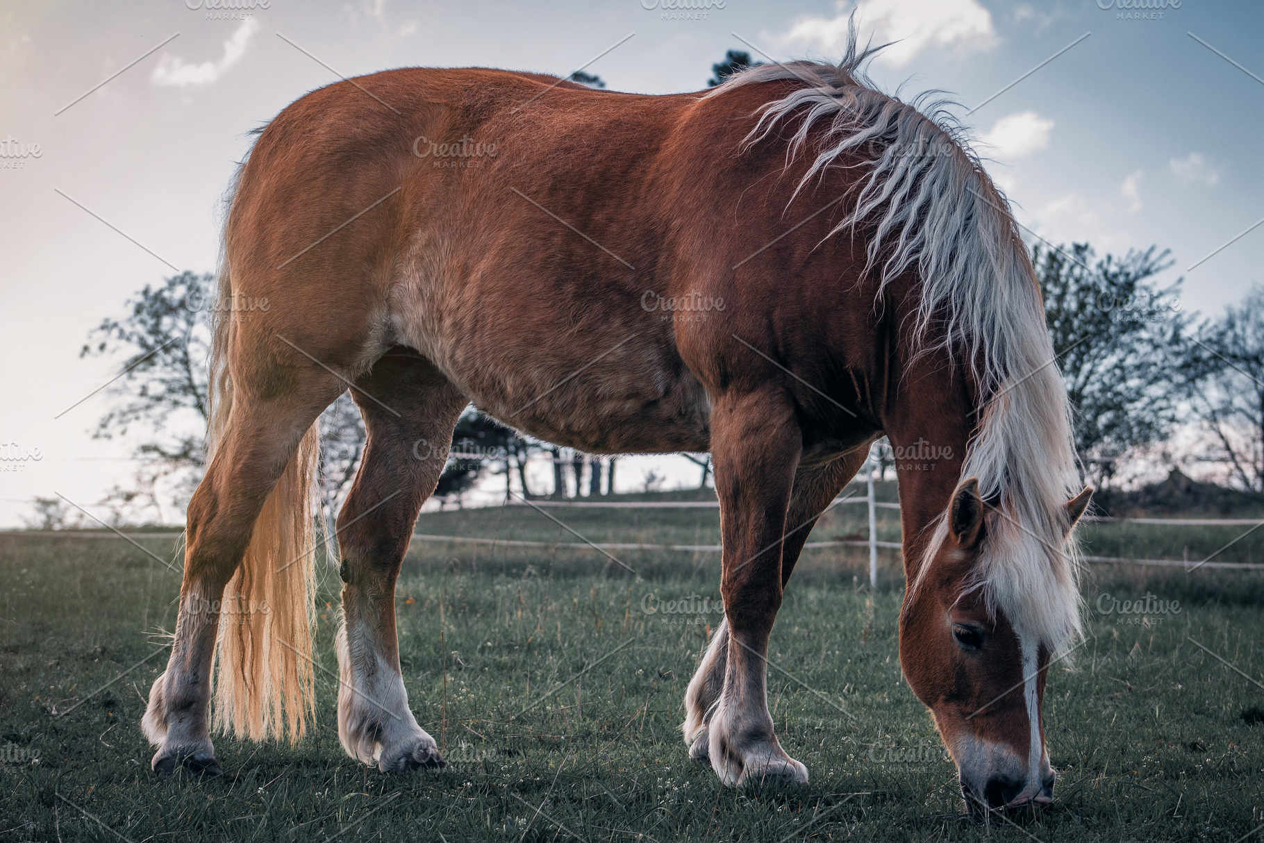 Horse #1, an Animal Photo by jakub_kopecky