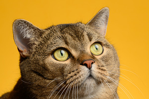Close-up of a gray shorthaired cat looking up with an attentive, an Animal Photo by ndanko