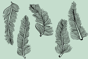 5 Illustrated Feathers