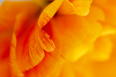 tulips bouquet, a Nature Photo by OlgaPilnik