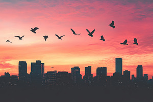Birds flying above a vibrant city, a Photo by Pavel_design