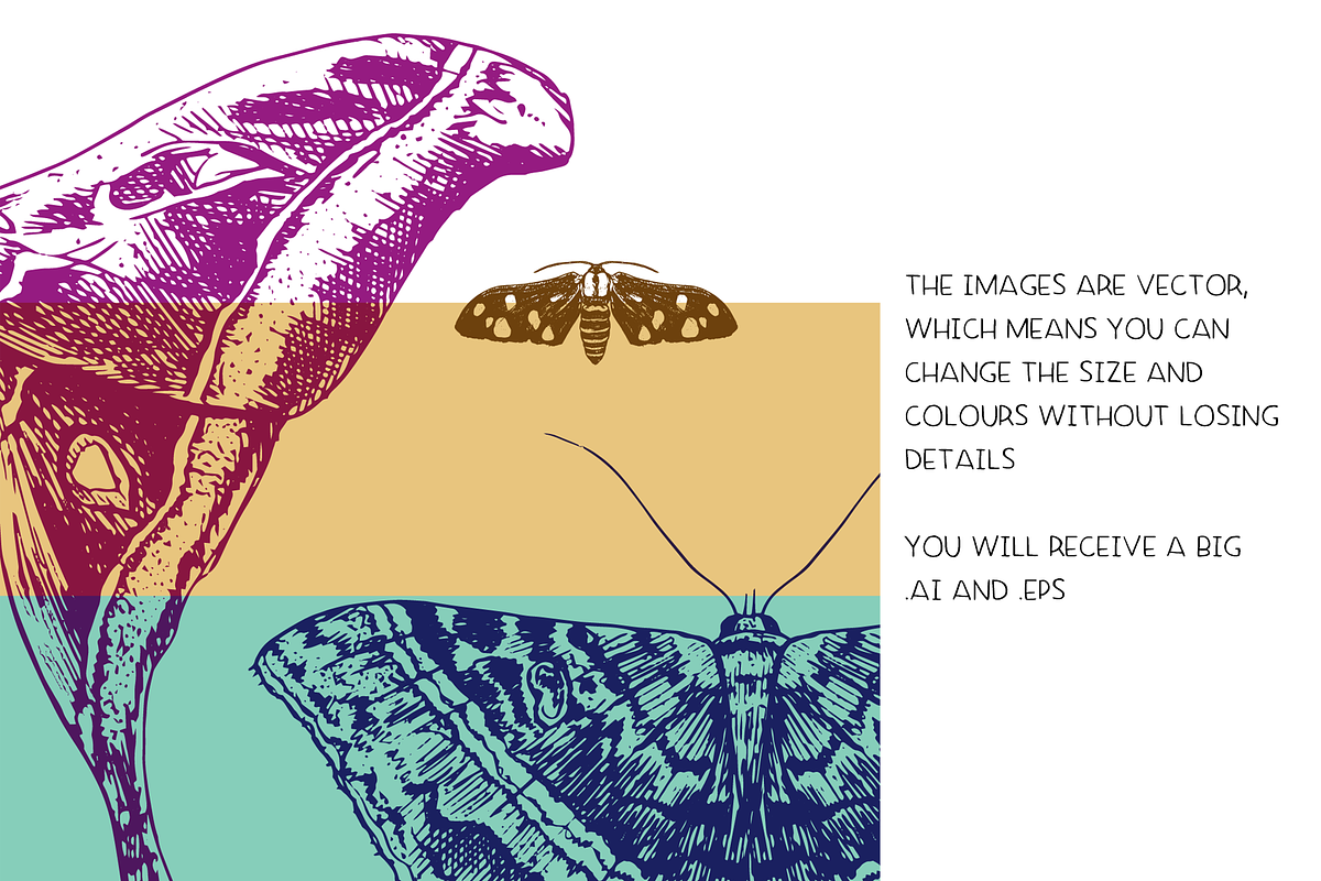 Moths - vector illustration set, an Animal Illustration by Renée from Studio neetje (Photo 4 of 5)