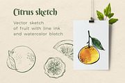 Citrus sketch. Oranges and lemons, a Food Illustration by irina.vaneeva (Thumbnail 9 of 11)