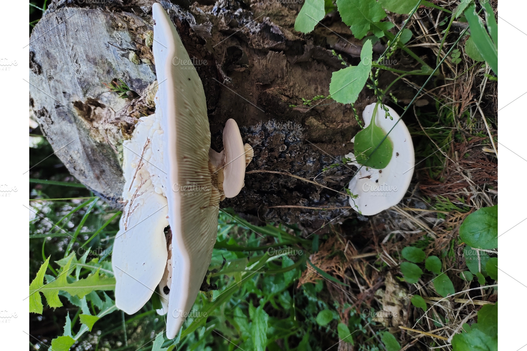 Wild mushrooms growing abundantly on, a Nature Photo by LogosDen
