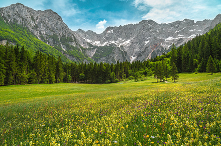 Flowery field and snowy mountains, a Nature Photo by Alpine Dreams