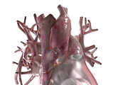 Artificial Human Heart Beating, an Object 3D Model by konstantin.ermolaev (Thumbnail 1 of 5)