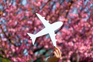 Hand holding white airplane cutout in front of vibrant pink cher, a Nature Photo by Ales Munt