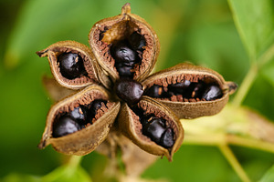 Open peony seed pod with shiny black seeds macro photo.