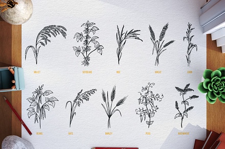 Agriculture plants, a Food Illustration by CGterminal
