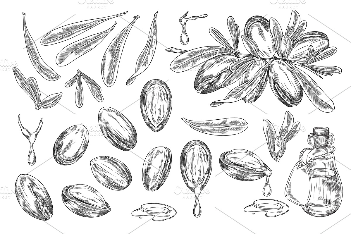 Argan tree branch with leaves and, a Food Illustration by Sabelskaya