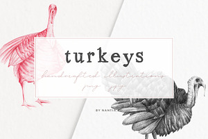 Hand drawn Turkeys Illustrations