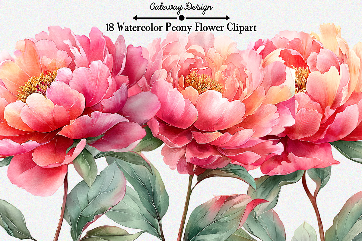 Watercolor Peony Flower Clipart, an Illustration by GatewayDesign (Photo 1 of 5)