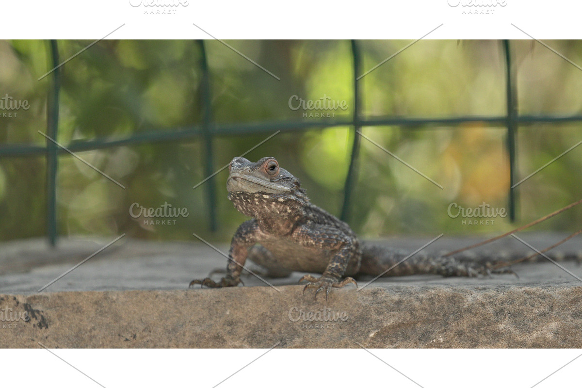 Close-up View On Agama Anchietae, a Graphic by Our Amazing World (Photo 1 of 2)