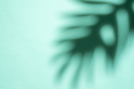 Shadows from palm leaves, a Nature Photo by Olena Rudo