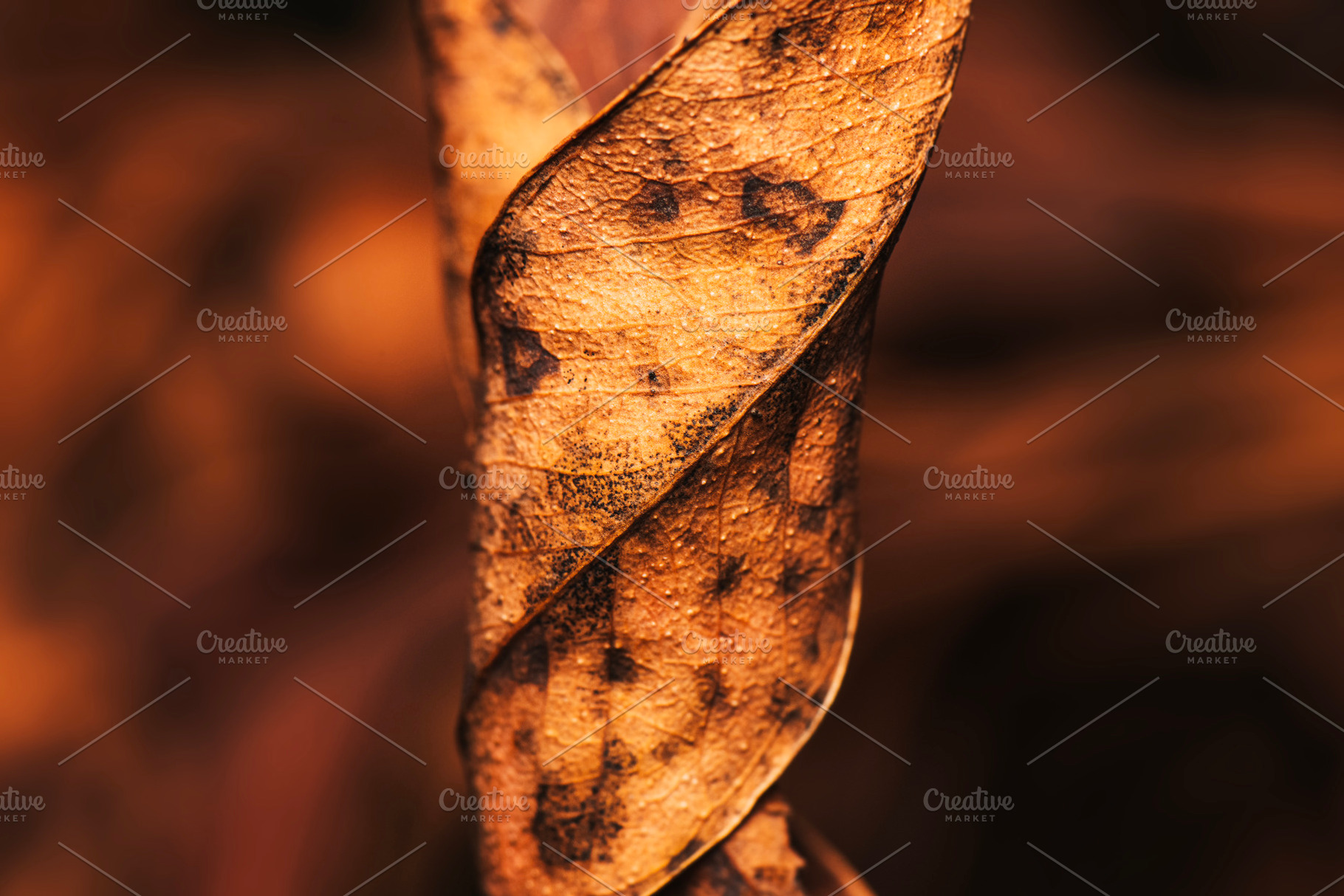 Interesting Burnt Leaf, an Animal Photo by Rob D Animal Photography