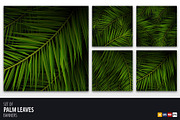 Palm Leaves background, a Decorative Illustration by Leo Edition (Thumbnail 1 of 3)