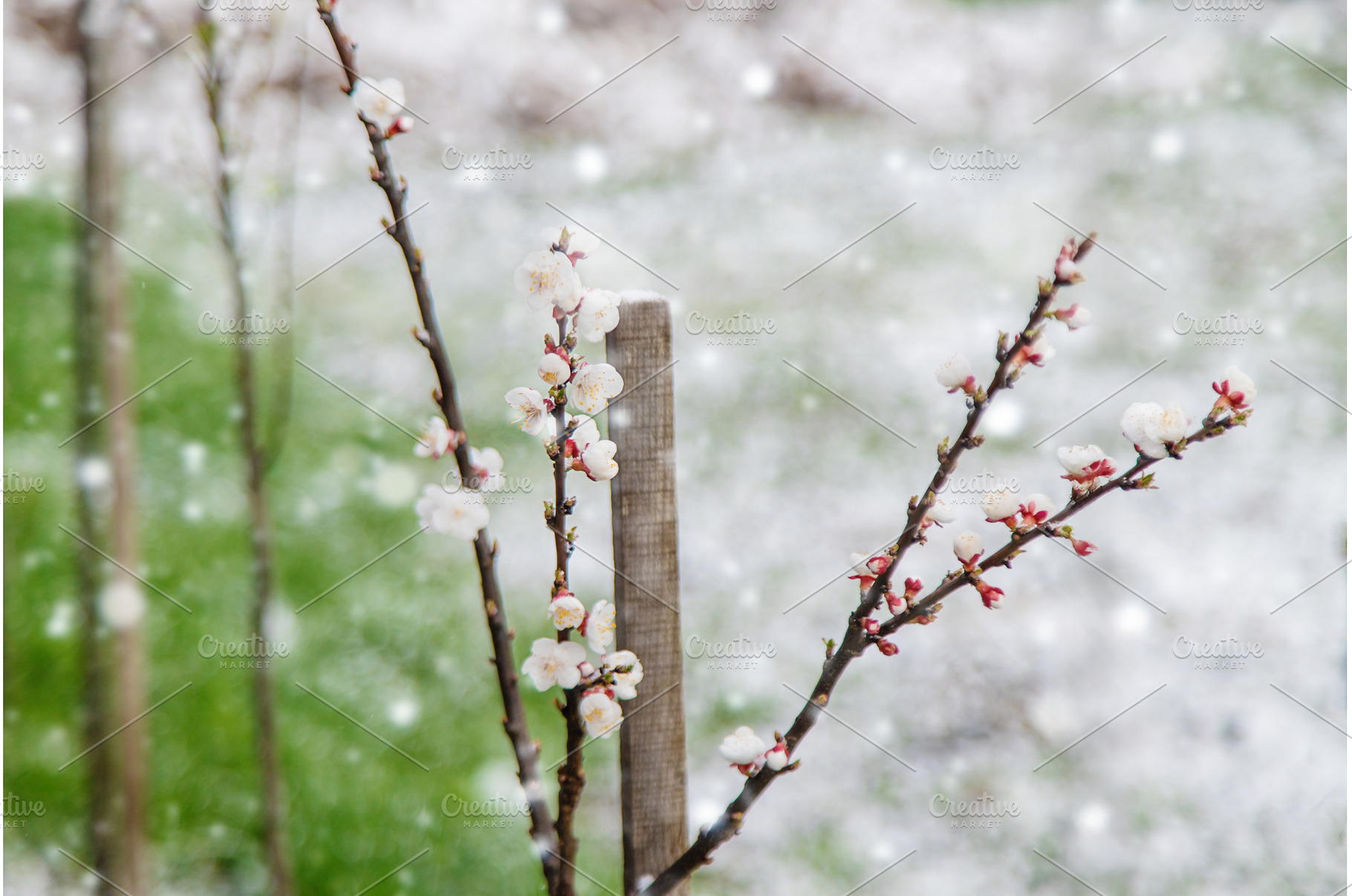 Trees bloom snow spring. Selective, a Nature Photo by yanadjana