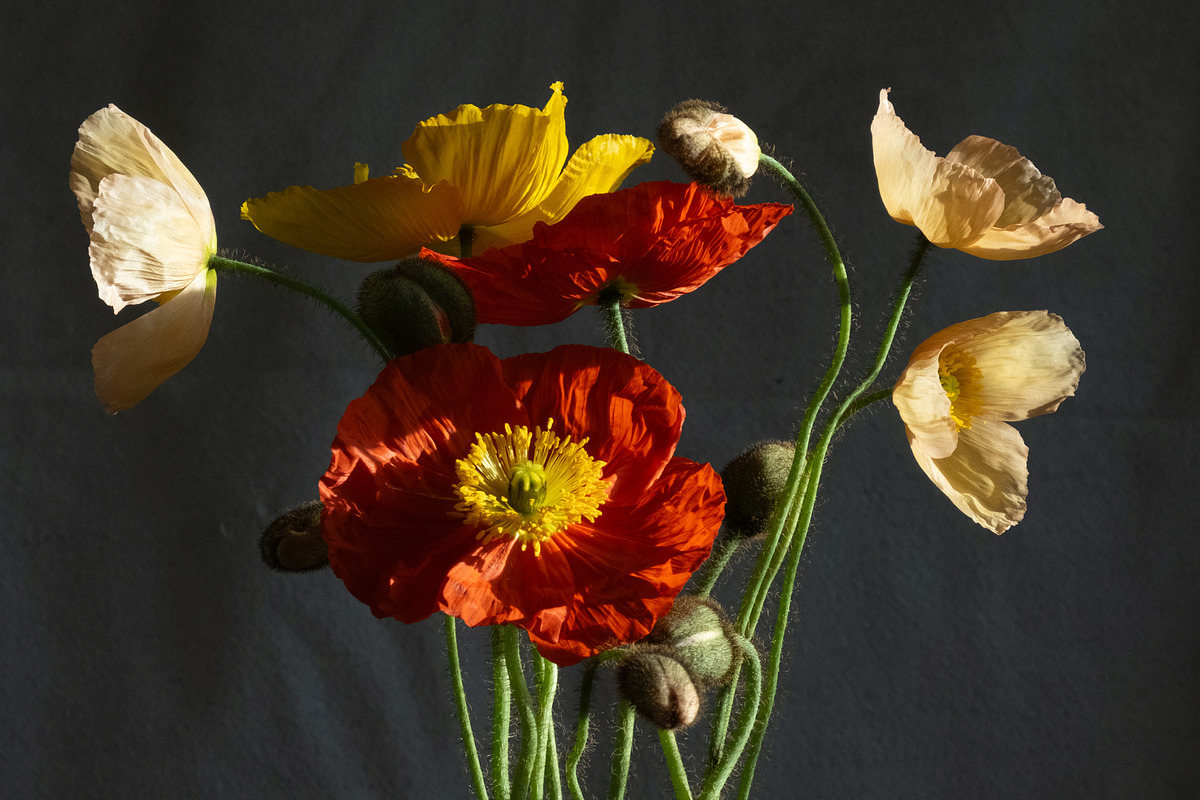 Poppies in Red Glass Vase, a Photo by This For There (Photo 5 of 11)