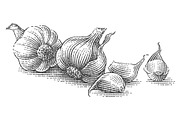 Garlic set engravings #2, a Food Illustration by Irina Trusova (Thumbnail 2 of 6)