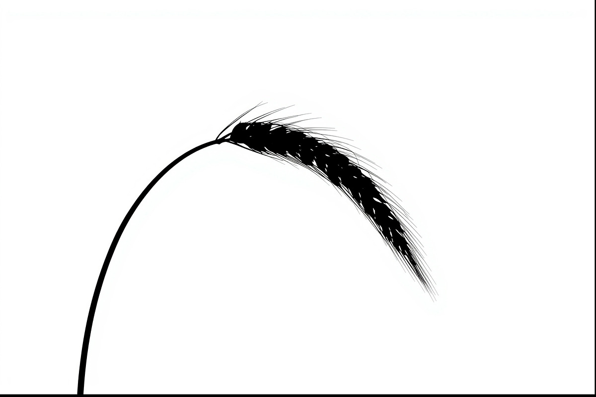 Wheat Clipart Vector Pack, an Illustration by jahid234 (Photo 2 of 9)