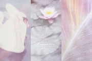 Rosewater Dreamy Pastel Backgrounds, a Background Graphic by alonahaidash (Thumbnail 3 of 16)