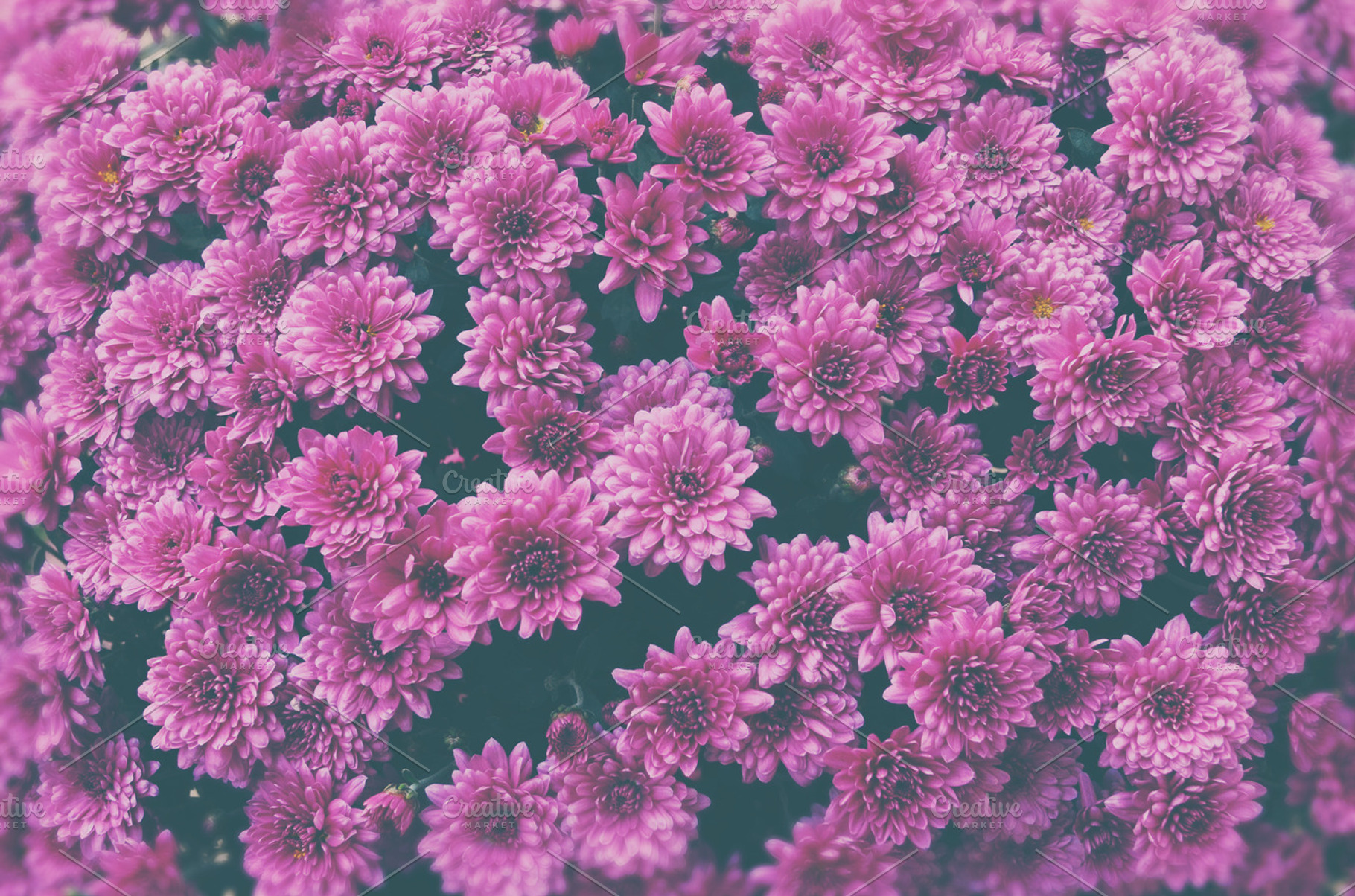 ☼ Pink flowers, a Nature Photo by MeHi