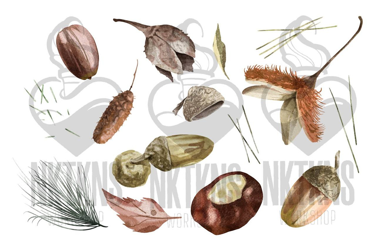 Acorns Watercolor Clipart. Forest., a Decorative Illustration by NKTKNS (Photo 2 of 4)