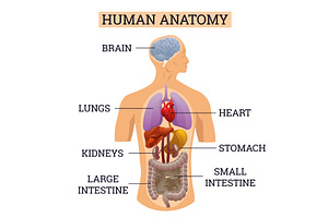 Internal Organs Of Human Body