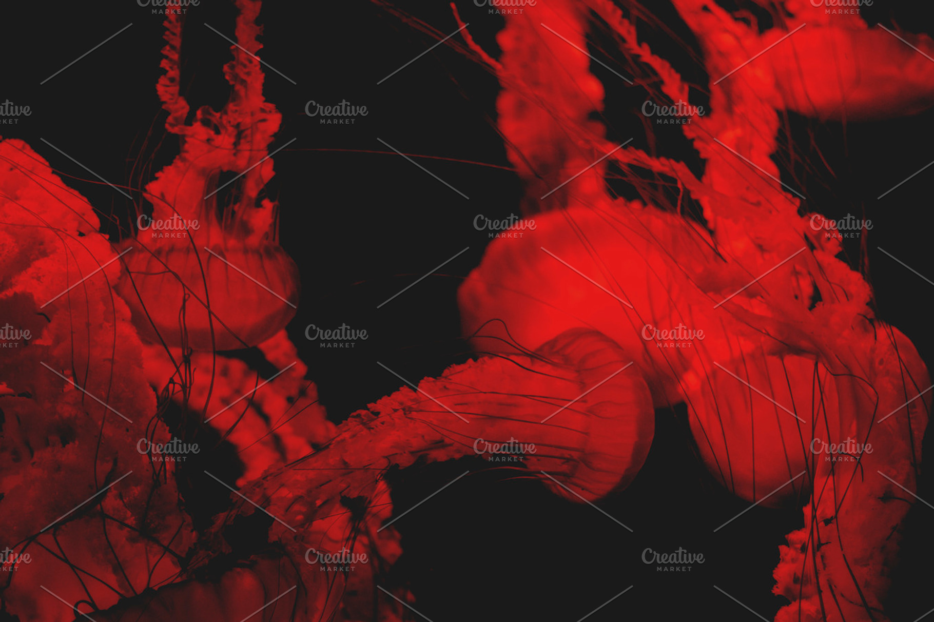 Blood Red Jellyfish Stock Photo Containing Blood And Red