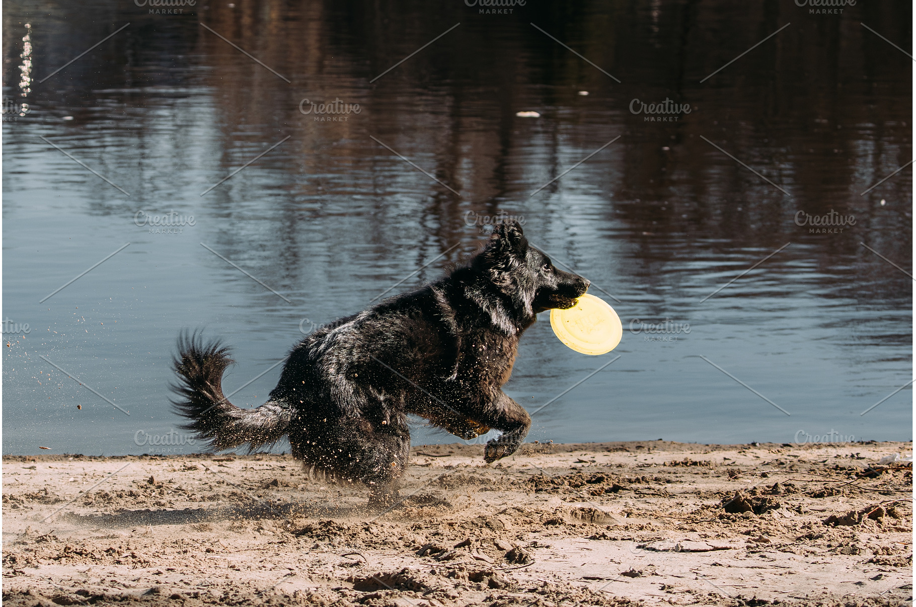 Alsatian Wolf Dog Or Black German, an Animal Photo by Our Amazing World