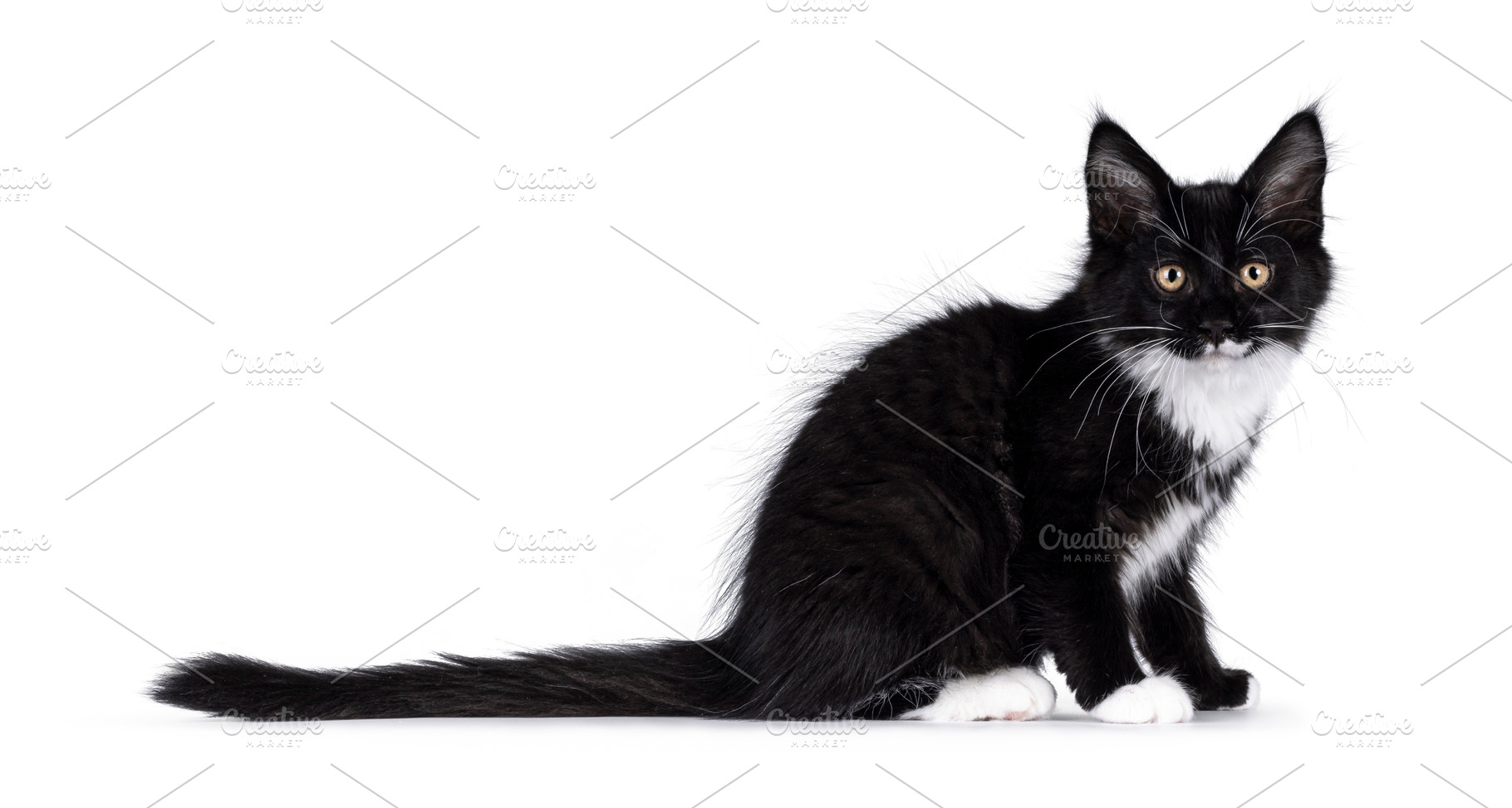 Maine Coon cat kitten on white background, an Animal Photo by Cat'chy Images by Nynke