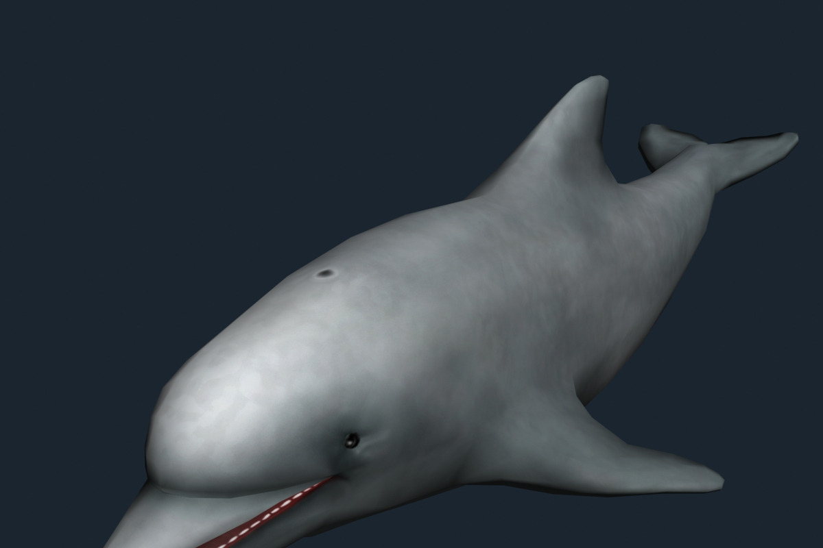3DRT - Sealife - Dolphin, an Animal 3D Model by 3DRT.com (Photo 1 of 3)
