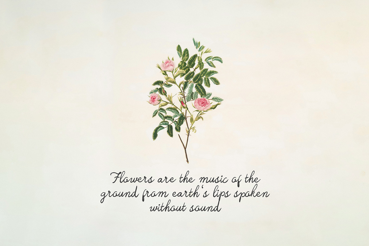 Handwritten Font Lavender Lullaby, a Script Font by Perplexitics (Photo 6 of 11)
