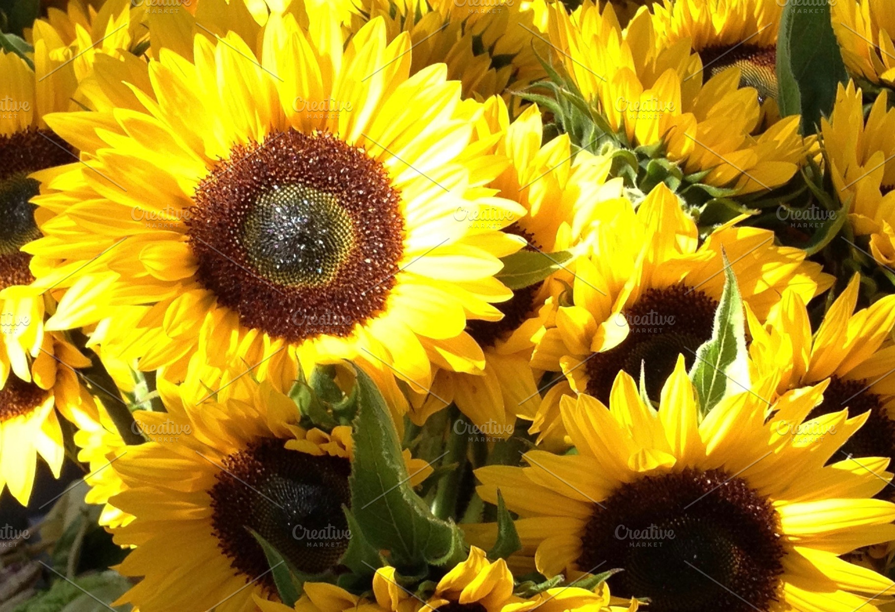 Sunflowers featuring sunflowers, yellow, and sunny, a Nature Photo by Lindsay McGrath Photos