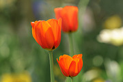 Spring Flower Garden Photo Bundle, a Nature Photo by Silent Nature (Thumbnail 4 of 6)
