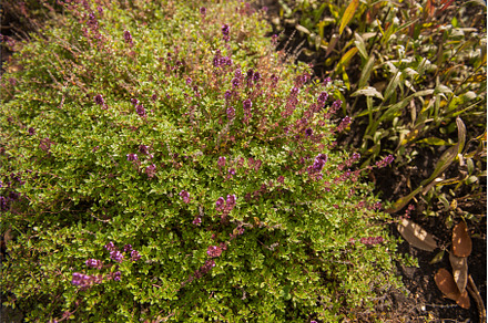 Thymus vulgaris - Common Thyme, a Nature Photo by Jan Jack Russo Media
