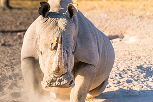 White Rhino Angry, an Animal Photo by THP Creative