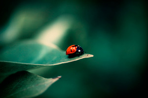 Ladybird featuring garden, ladybird, and insect