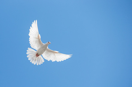 White dove, a Background Photo by Maksimkostenko