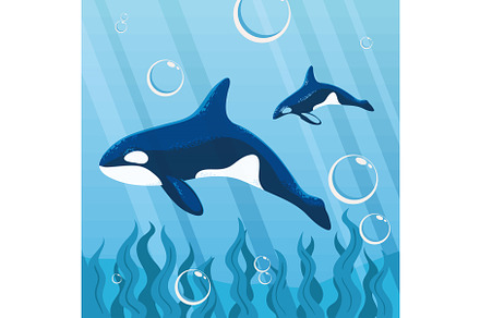 orca whales undersea, an Animal Illustration by studiogstock