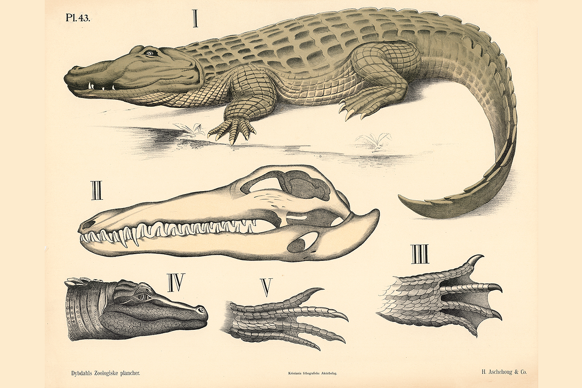 Dybdahl's Zoological Charts, an Animal Illustration by Digital Museum (Photo 2 of 9)